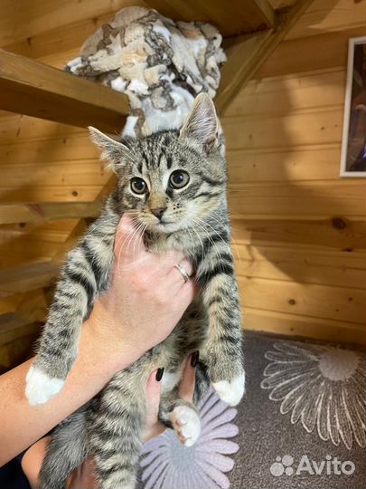 Марсель ищет дом