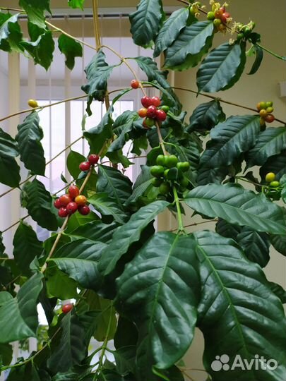 Кофе семяна