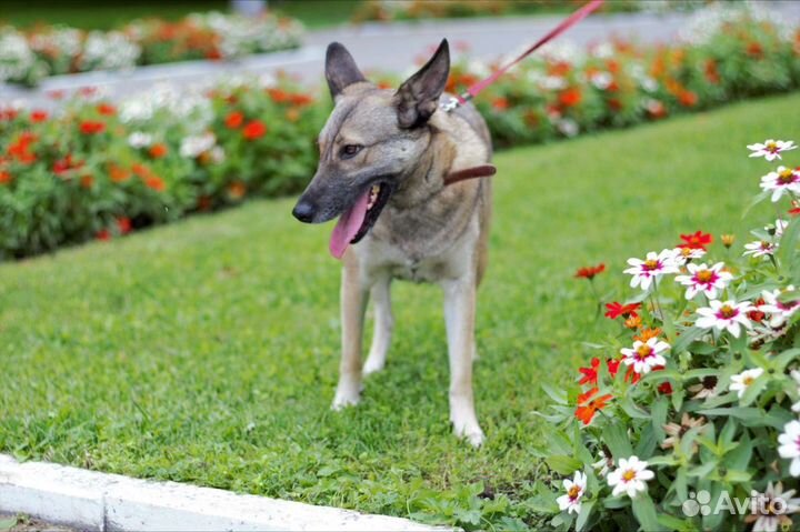 Собака Кора