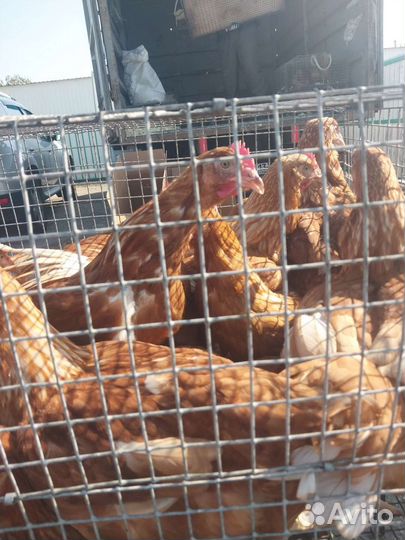 Куры молодки