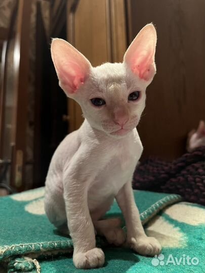 Котята корниш-рекс