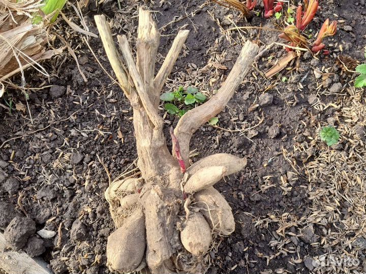 Пионы, ирисы