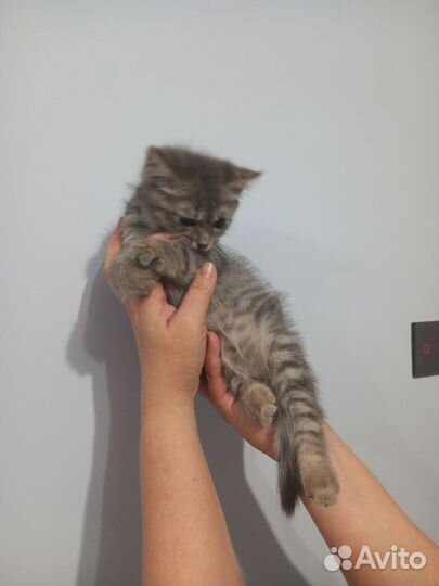 Котик в добрые руки