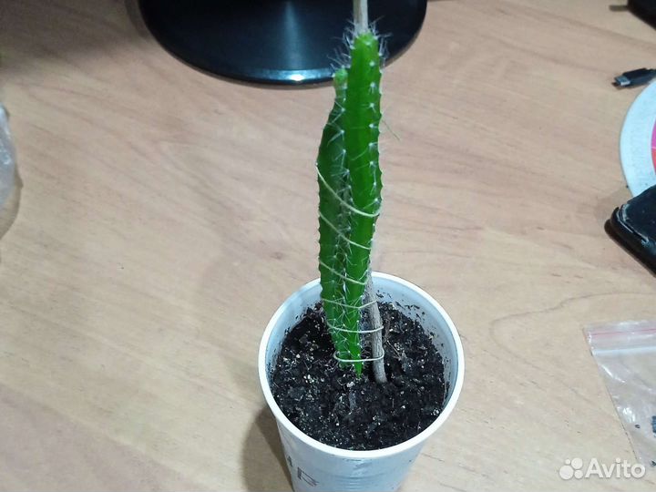 Кактус Питайяха (питайя) семена