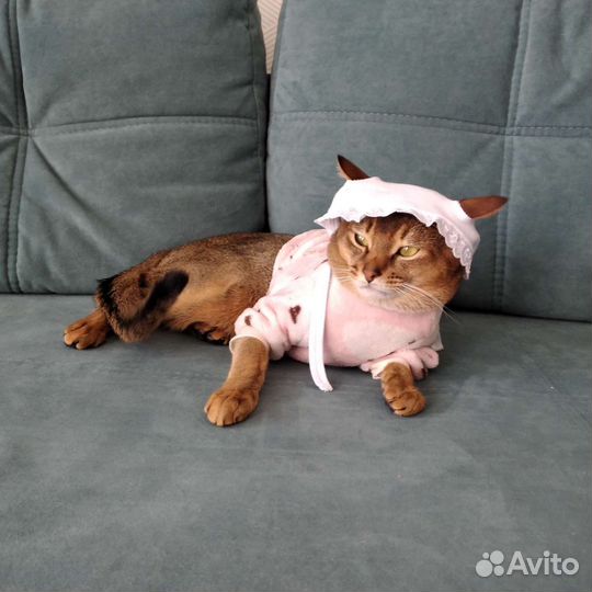 Абиссинская