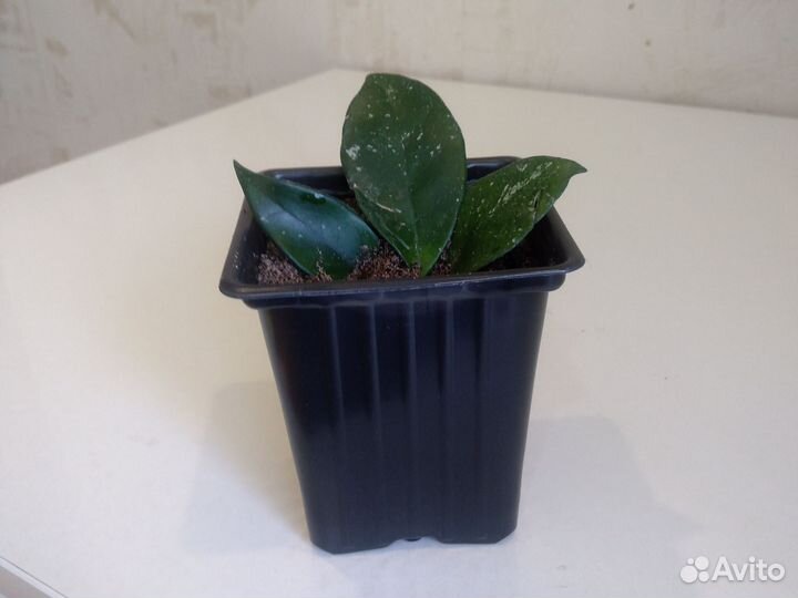 Комнатные растения цветы лиана хойя