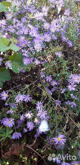 Астра (октябринка).Возможент опт