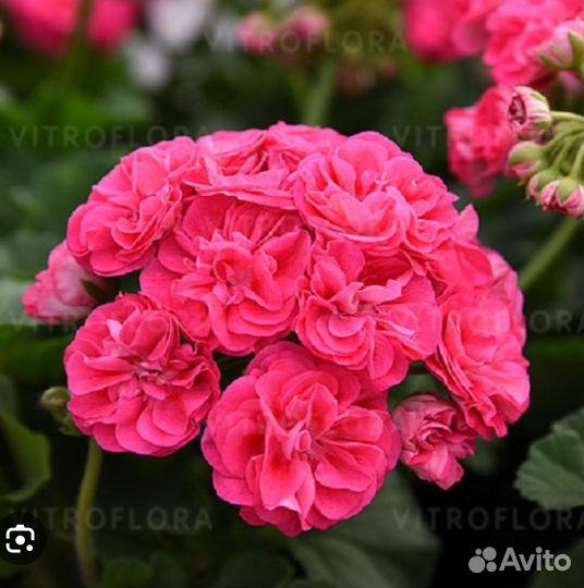 Пеларгония герань Survivor Rosalinda Розалинда