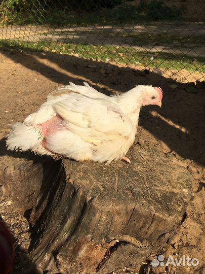 Бройлер подрощенный