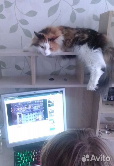 Уход за животными