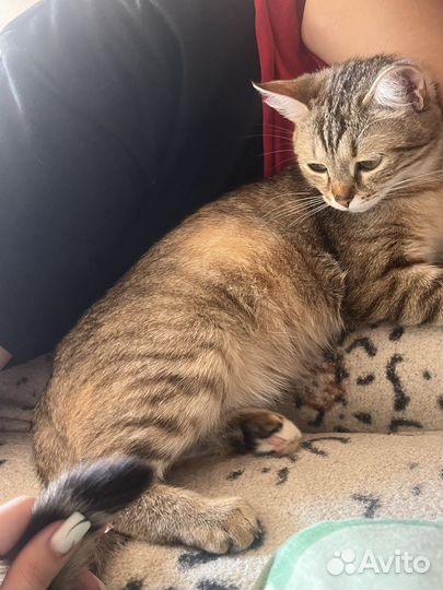 Кошка в дар