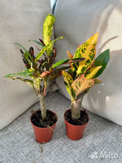 Кротон или кодиум