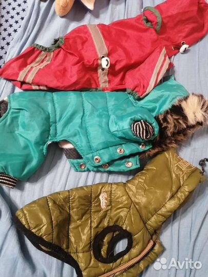 Одежда для собак мелких пород