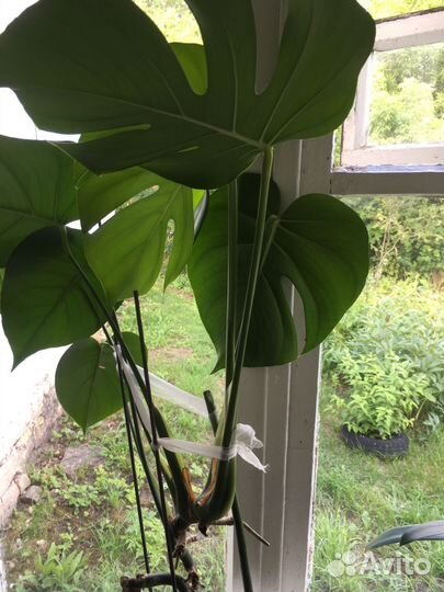 Цветы комнатные