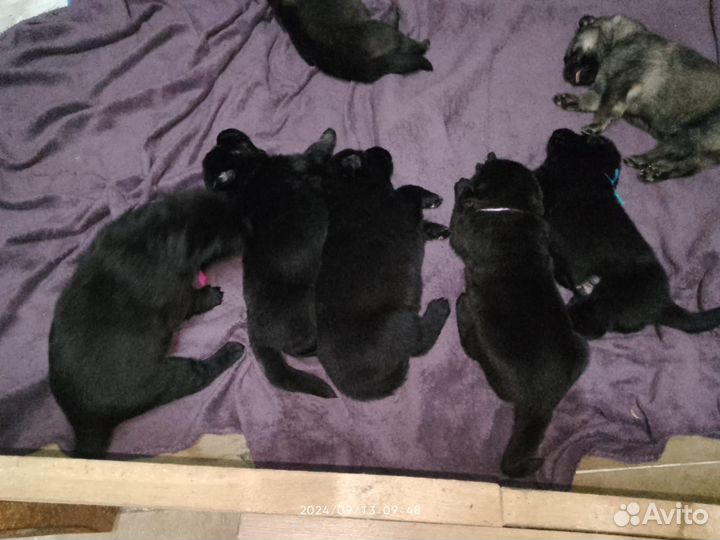 Щенки Восточно-Европейской овчарки