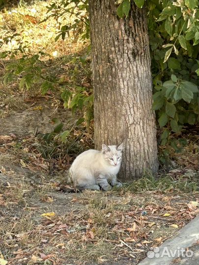 Котенок (мальчик) подросток ищет дом