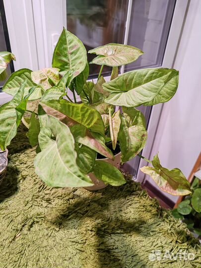 Сингониумы