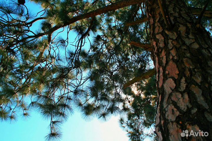 Сосна обыкновенная 3-4 м