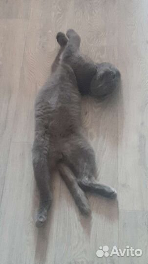 Шотландская вислоухая