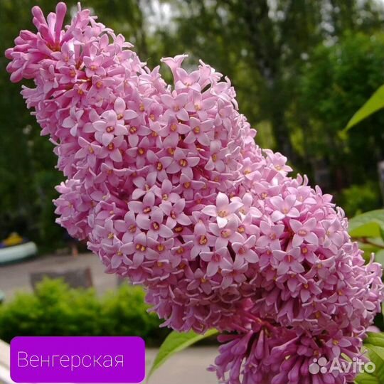 Саженцы сирени