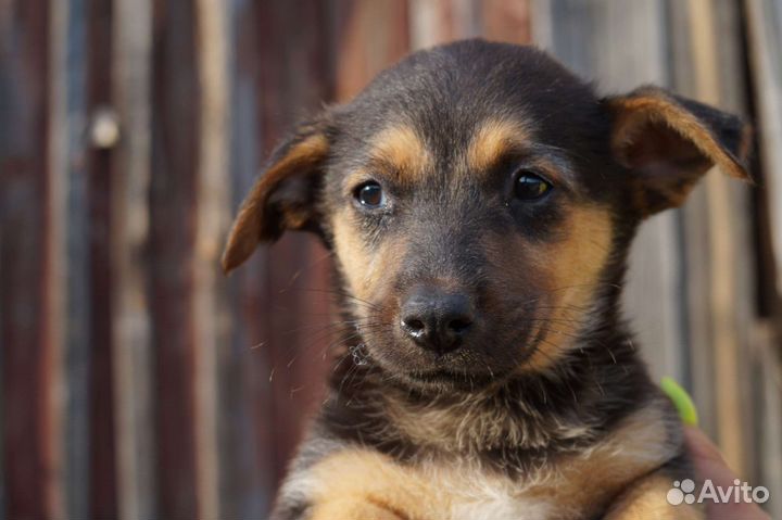 Маленькая собака