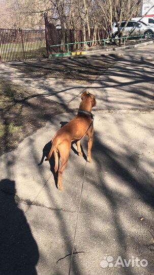 Вязка Американский Питбультерьер