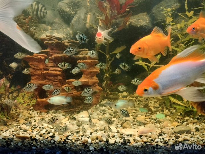 Сапфировые попугаи мальки