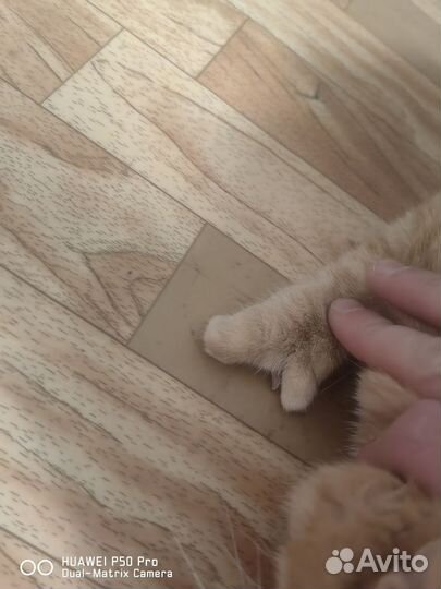 Отдам бесплатно рыжего кота