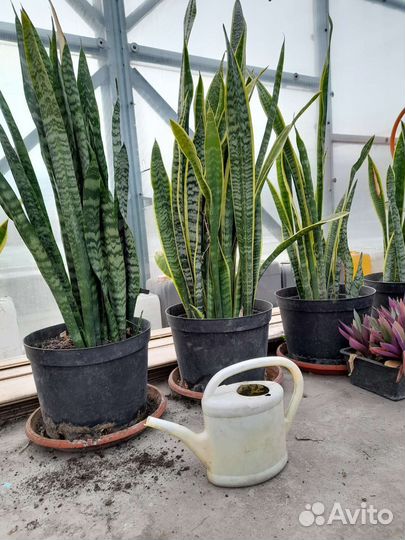 Комнатные домашние растения