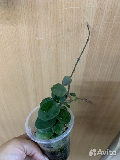 Хойи разные