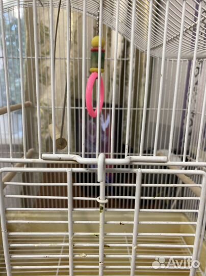 Клетка для попугая