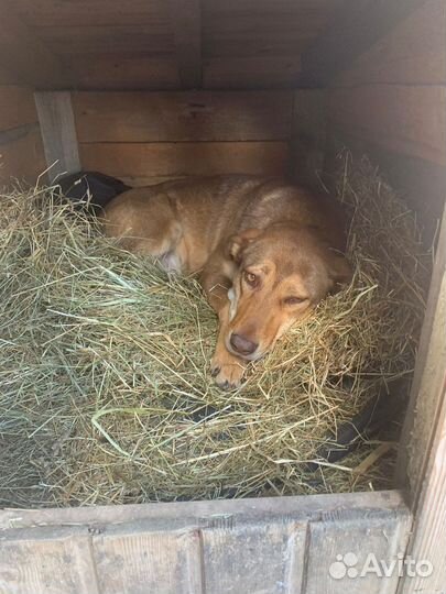 Собака в добрые руки