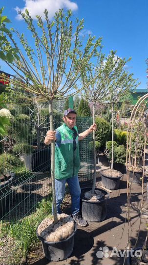 Ива хакуро нишики на штамбе