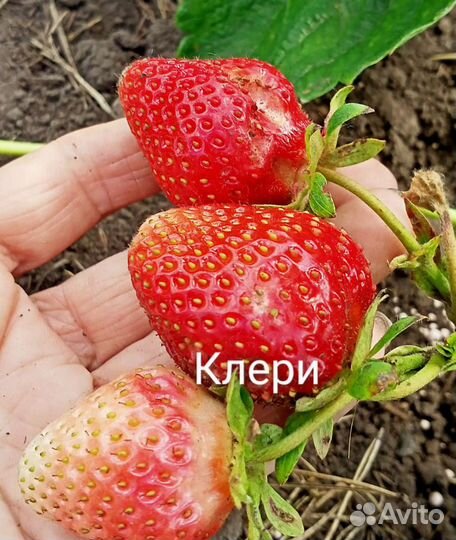 Рассада клубники