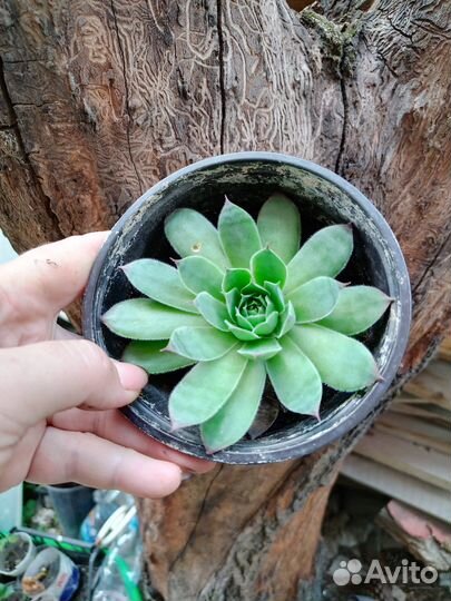 Очиток почвопокровный. Молодило, каменная роза