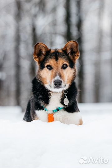 Собака из приюта в добрые руки