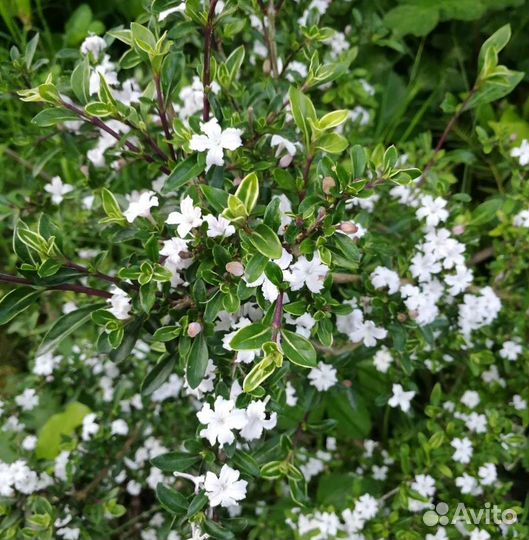 Серисса вариегатная