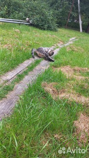 Кот Григорий