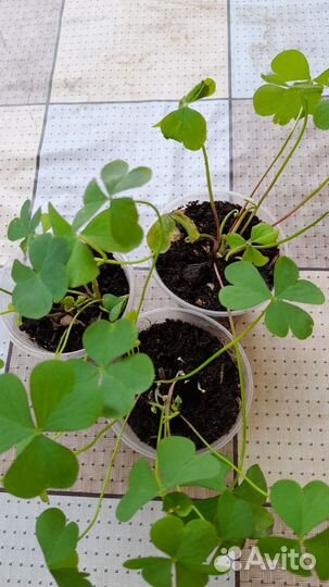 Кислица оксалис