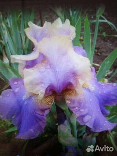 Ирисы бородатые