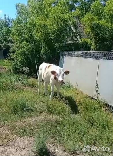 Коровы и телки