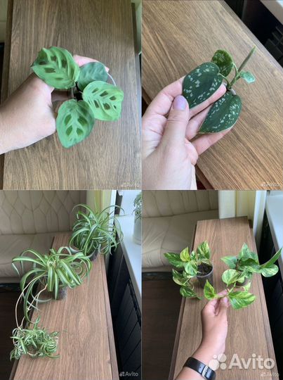 Маранта, хлорофитум, Голден, Пиктус, Марбл Квин