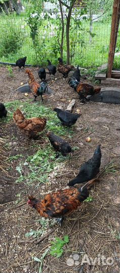 Петухи павловские и китайцы