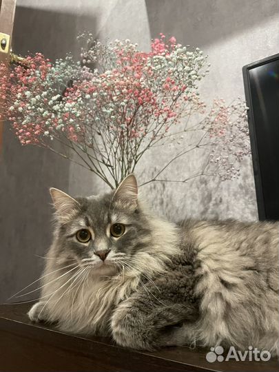 Отдам кота в добрые руки