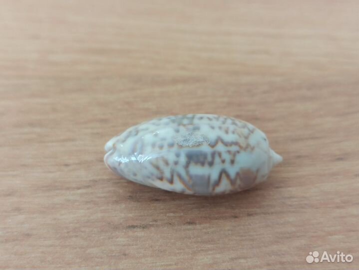 Морская раковина