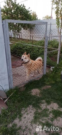 Вязка лайка кобель