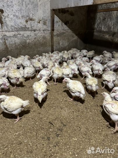 Куры бройлеры 35 суток
