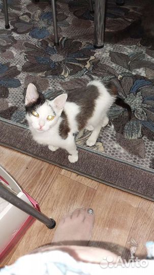 Кошка в дар бесплатно