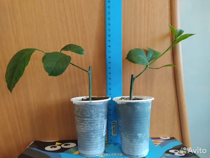 Лимон Мейера