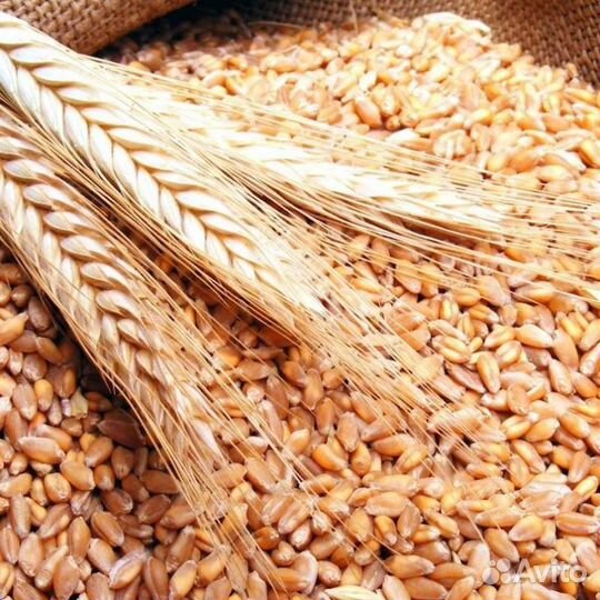 Продам ячмень